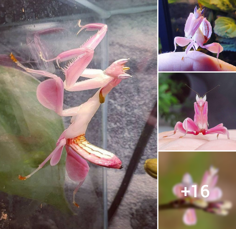 Unveiling the Beauty of Nature’s Camouflaged Gem: The Fascinating Orchid Mantis