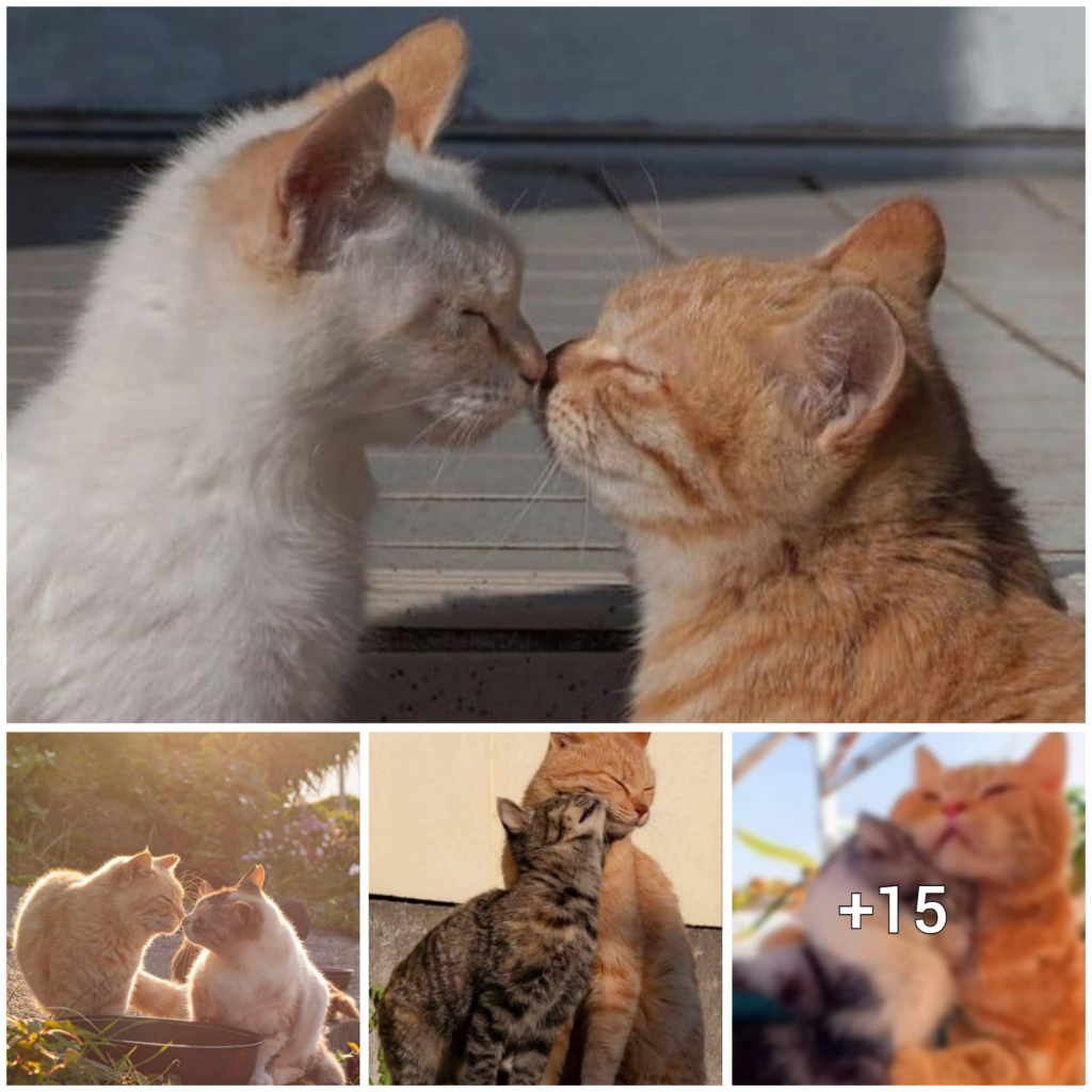 “Feline Attitude: The Unconventional Display of Love by Cats”