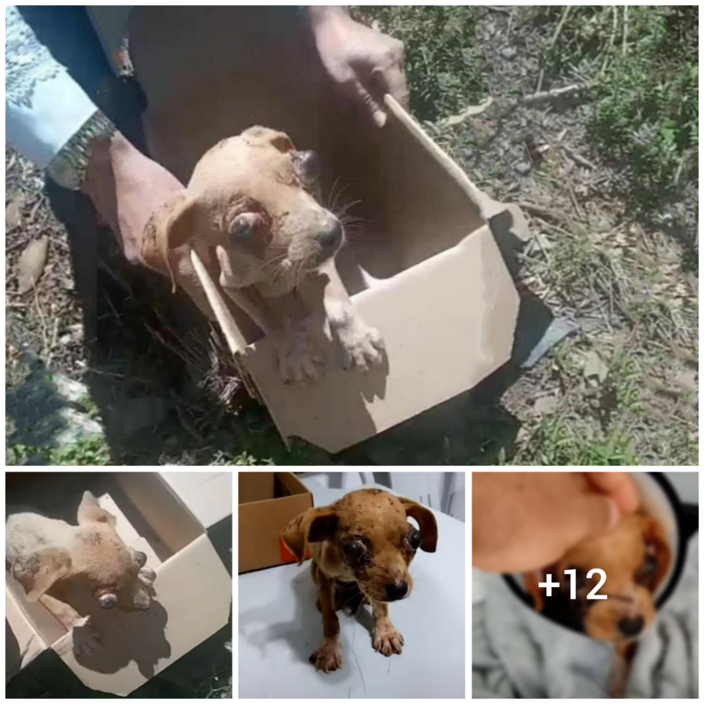 “Abandoned Pooch Left Stranded at Train Station Rescued After Weeks of Neglect”