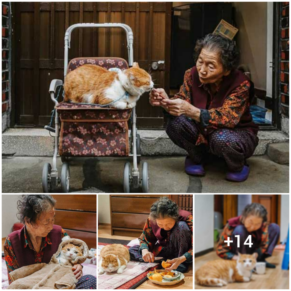 “The Joy of a Feline Companion: A Fat Cat Brings Comfort to Grandma in Her Final Days”