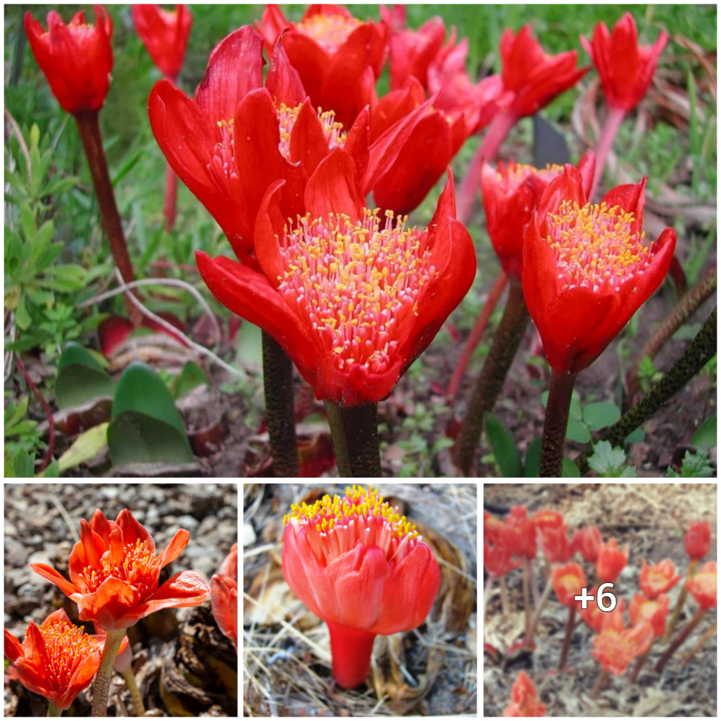 “Blood-Red Beauty: Exploring the Wonders of Haemanthus Sanguineus”