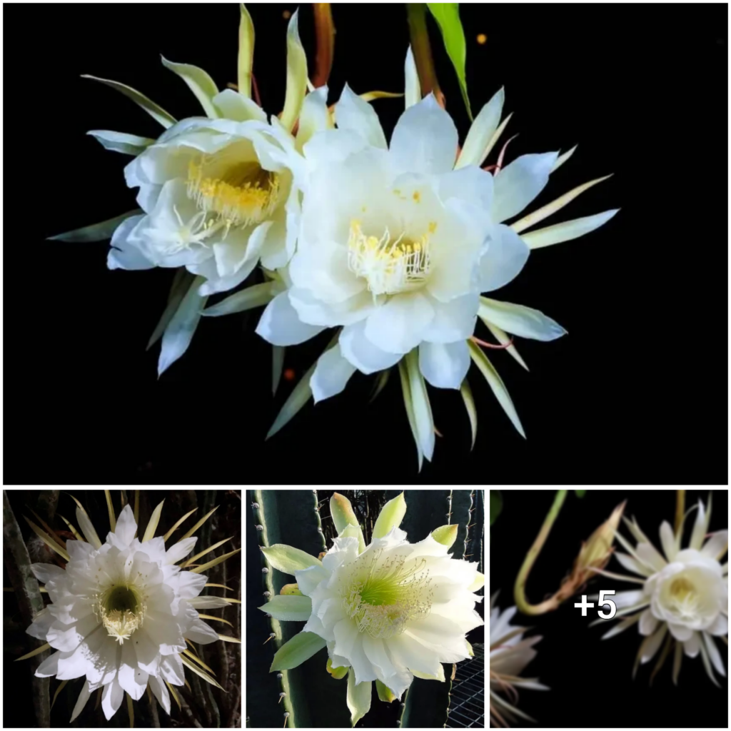 Glimpsing the Enchanting Night-Blooming Cereus: A Flower that Thrives in Moonlight