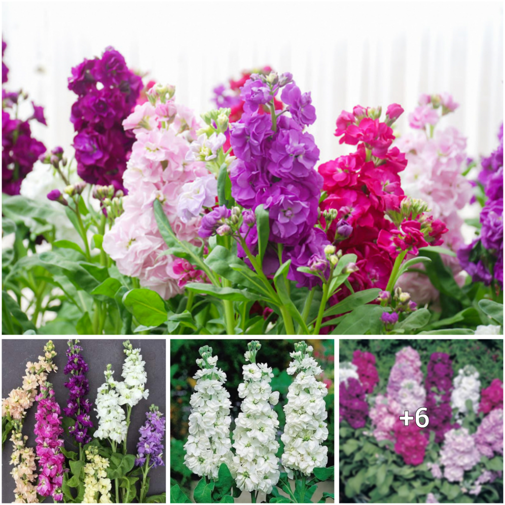 Blossoming Stock Flowers: Your Ultimate Guide to Cultivating Them Successfully!
